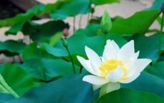2020年属鼠本命年带什么好