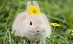 属兔人的桃花贵人是谁，属猪属羊属狗