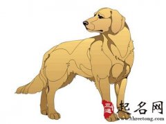 属狗2018年运势及运程如何