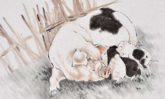 2007年属猪人在本命年要注意什么，生肖猪本命年运势