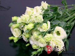 巨蟹座适合的植物