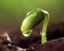 金星双鱼座的性格特点