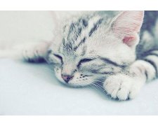 双鱼座无聊的时候会做些什么